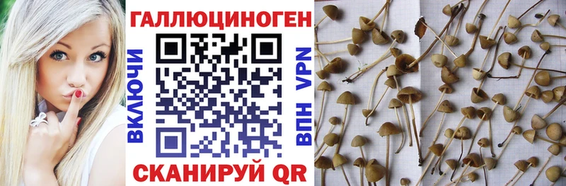 Псилоцибиновые грибы Psilocybine cubensis Купить Железноводск